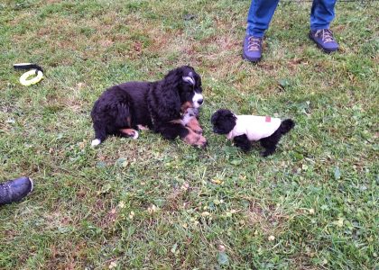 Bernersenn und Malipoo in Rüdtligen