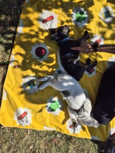 Bulli und Golden schlafen in der Welpengruppe