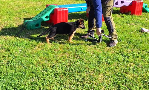 Deutscher Schäferhund schaut gespannt