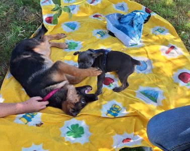 Französische Bulldogge und Schäfer beim spielen an Ort