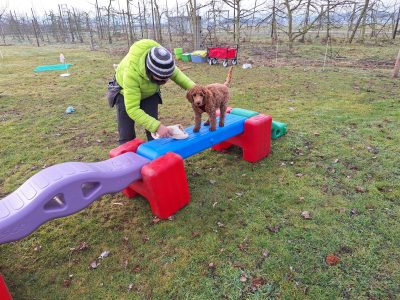Frau in grüner Jacke begleitet Königspudel über Welpenspielgruppe Elemente