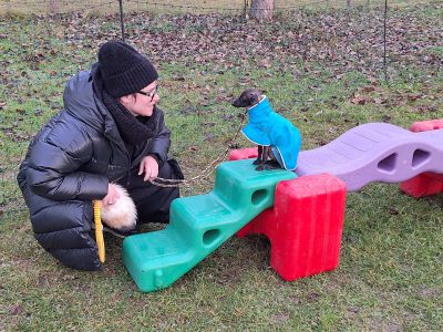 Italienisches Windspiel als Welpe