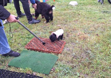 Malipoo erkundet Spielplatz