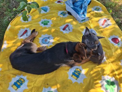 Maulringer zweier Welpen