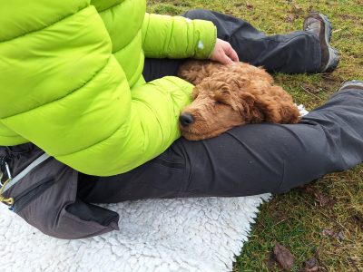 Pudel schläft auf der Schoss