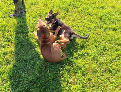 RR und DSH beim spielen