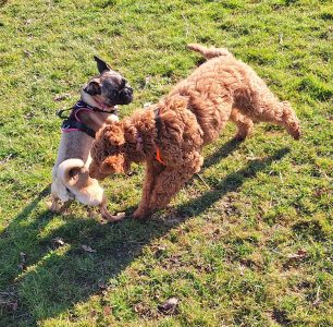 Retromops und Grosspudel beim spielen