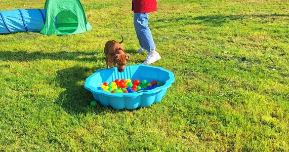 Rhodesian Ridgeback erkundet Bällebad